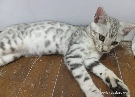 ID:1706-00161の子猫