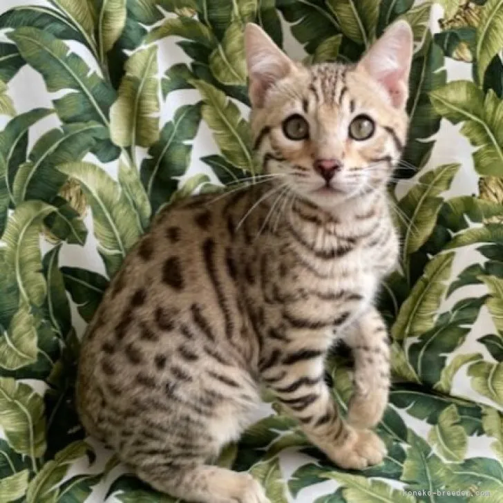 ID：2303-01794の子猫