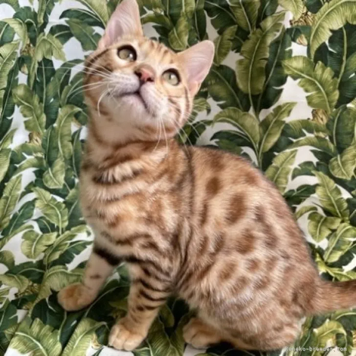 ID：2303-01791の子猫