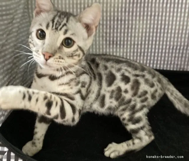 ID：2203-01589の子猫