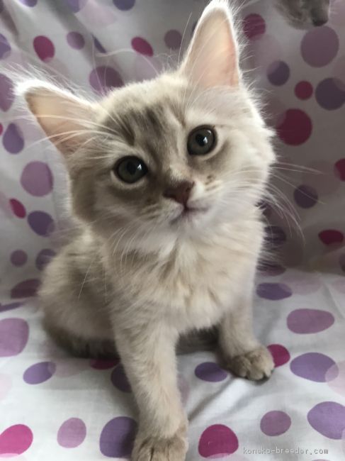 ソマリ 東京都 女の子 年2月16日 ライラックシルバー 珍しいライラックの男の子です みんなの子猫ブリーダー 子猫id 04 ソマリ 東京都 女の子 年2月16日 ライラックシルバー 珍しいライラックの男の子です みんなの子猫ブリーダー 子猫id 04