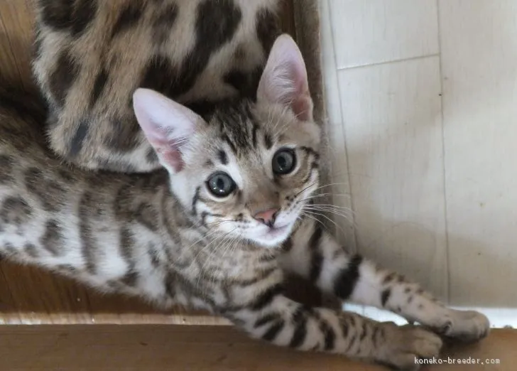 ID:2004-02269の子猫