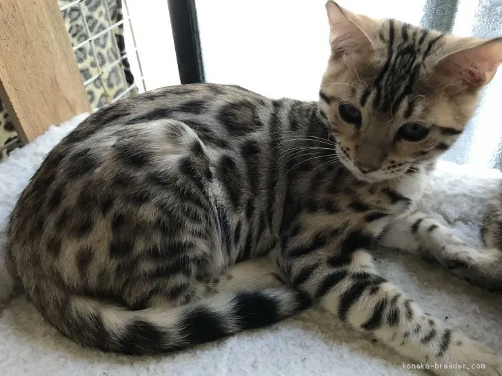 ID：1909-01369の子猫