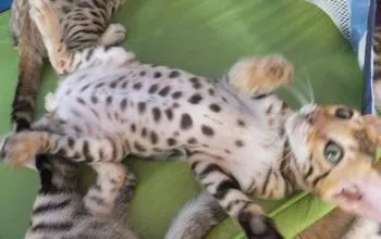 ID:1705-00257の子猫