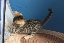 ベンガル【東京都・男の子・2018年2月9日・ブラウンスポテッドタビー】の写真2