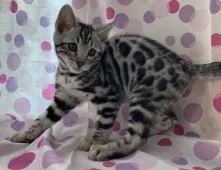 ベンガル【東京都・男の子・2020年12月6日・シルバースポテッドタビー(ロゼット)】の写真3