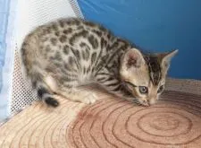 ベンガル【東京都・男の子・2018年2月9日・ブラウンスポテッドタビー】の写真4
