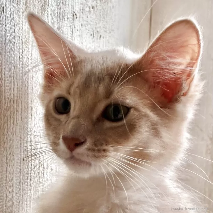 ID：2505-03347の子猫