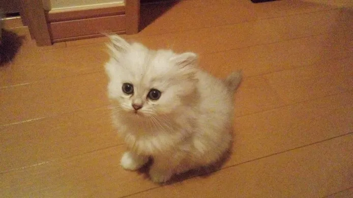 ID：1310-00137の子猫