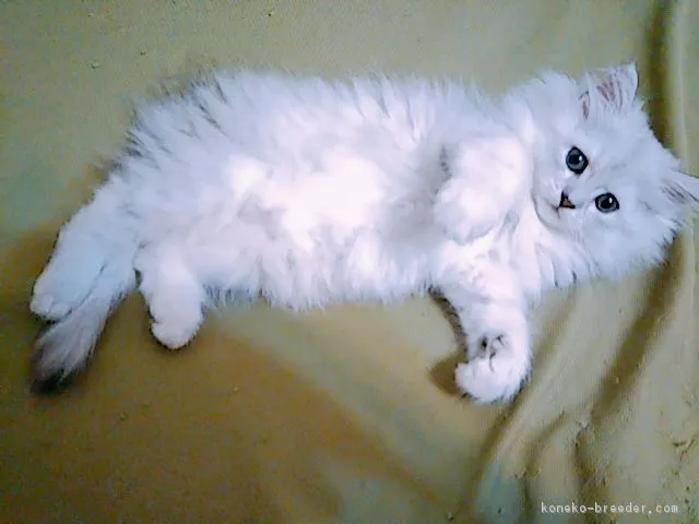 ID:1809-00396の子猫