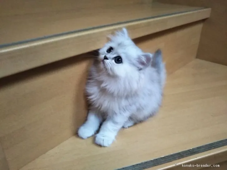 ID：1907-00874の子猫