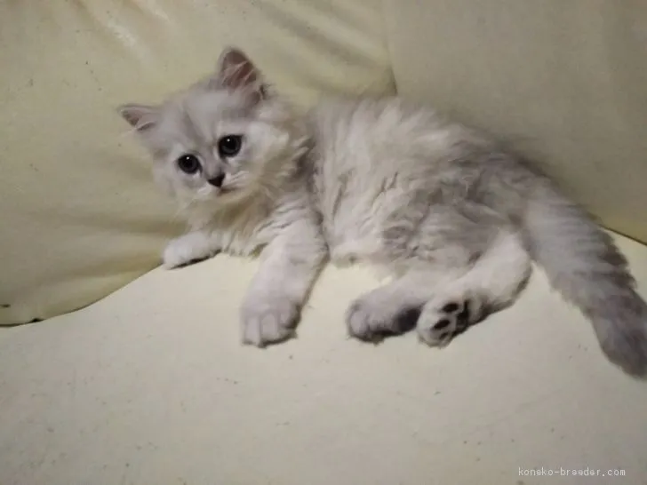 ID:1907-00872の子猫