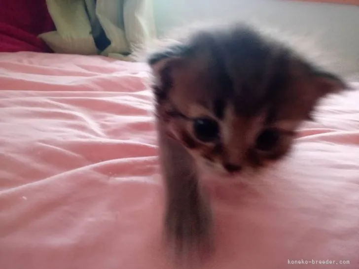 ID:2105-02656の子猫