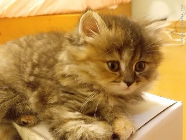 ID：2105-01935の子猫