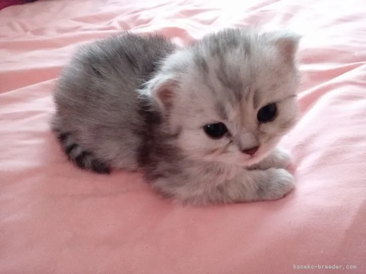 ID：2105-02082の子猫