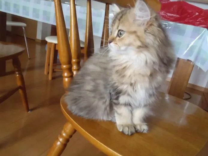 ID：1207-00043の子猫