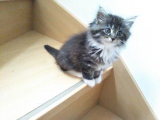 チンチラゴールデン×メインクーン【東京都・女の子・2018年3月24日・ブラウンタビー&ホワイト(くつした猫ちゃん!)（中長毛）】の写真「甘えん坊のゴロゴロ猫ちゃん！」