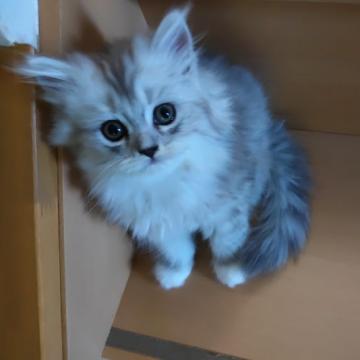 チンチラシルバー☓メインクーンミックス【東京都・女の子・2022年7月10日・シルバークラシックタビー&ホワイト（中長毛）】の写真「くつ下をはいた、アメショー柄の甘えん坊ちゃんです。」