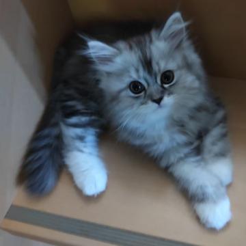 チンチラシルバー☓メインクーンミックス【東京都・男の子・2022年7月10日・シルバークラシックタビー&ホワイト（中長毛）】の写真「くつ下をはいた、アメショー柄の元気君です。」