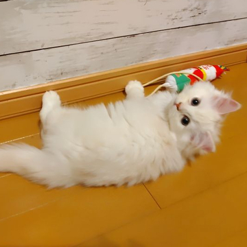 チンチラシルバー☓メインクーンミックス【東京都・男の子・2022年7月10日・クリーム（中長毛）】の写真「キレイな薄いクリーム色の甘えん坊君」