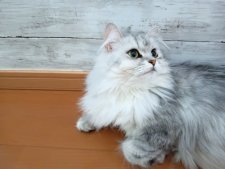 チンチラシルバー×(チンチラ×メインクーンMIX)【・女の子・2023年4月10日・シューデットシルバー】