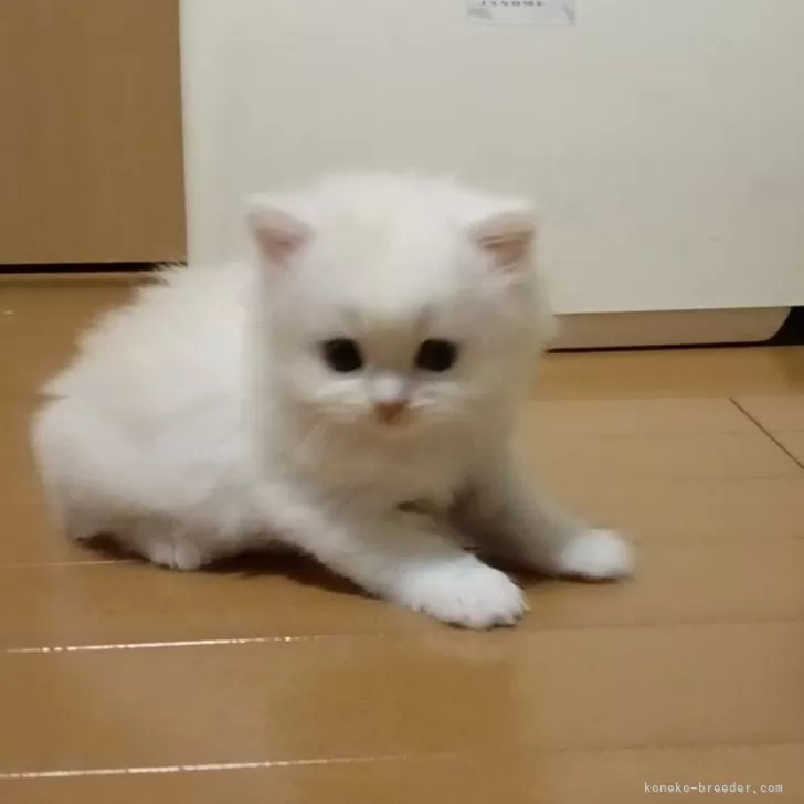 ID：2412-01168の子猫