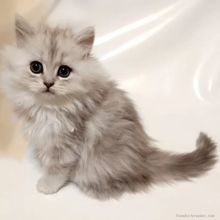 ID:2412-01946の子猫