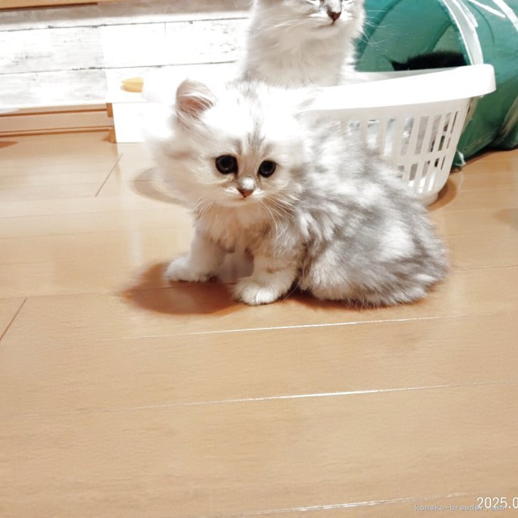 ブリーダー画像