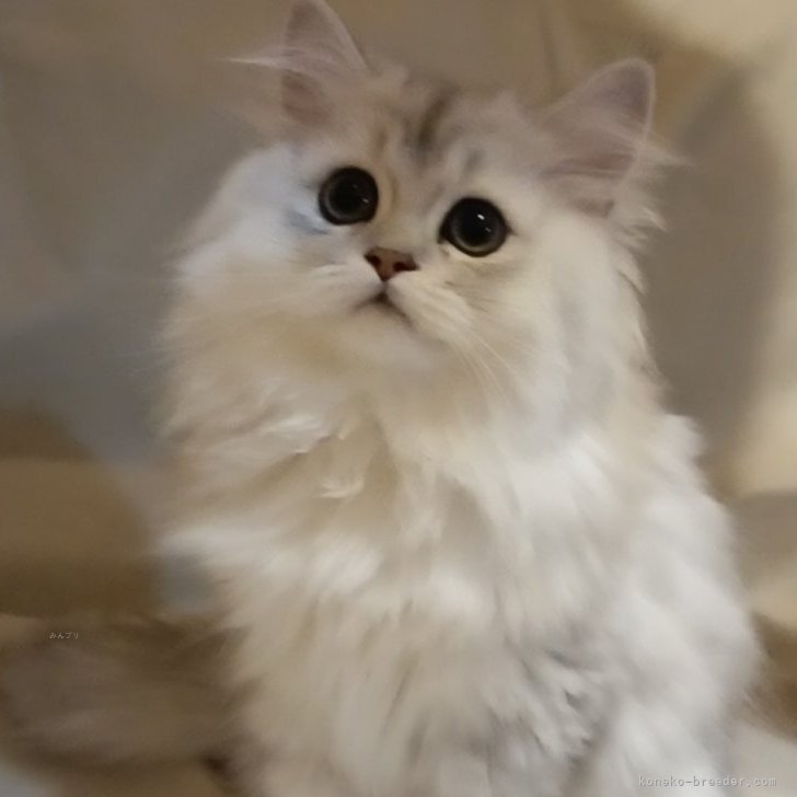 ブリーダー画像