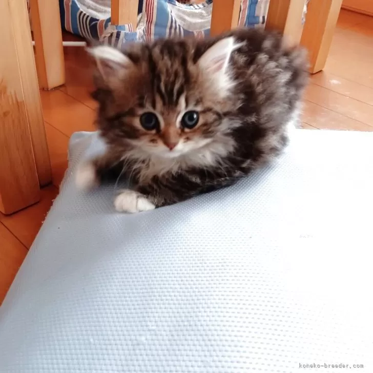 ID：2510-00595の子猫