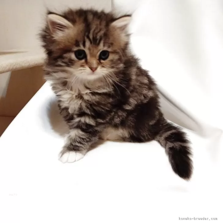 チンチラブラウン●デンマーク産コペンハーゲン社 トラック用 チンチラ 五右衛門 | 【公式】トラックショップマドンナ