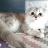 チンチラゴールデン☓メインクーンミックス