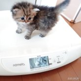 チンチラゴールデン☓メインクーンミックス