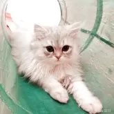 ペルシャ(チンチラ)【東京都・女の子・2025年11月12日・チンチラシルバー】の写真2