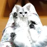 チンチラゴールデン☓メインクーンミックス【東京都・男の子・2025年4月26日・チンチラシルバー】の写真2