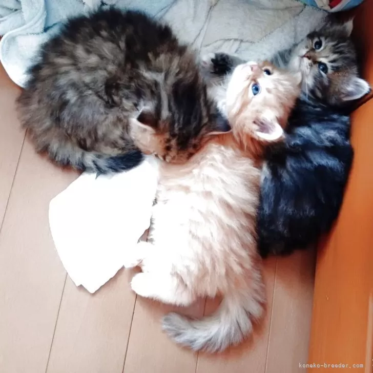 チンチラゴールデン☓メインクーンミックス【東京都・男の子