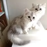 チンチラゴールデン☓メインクーンミックス【東京都・男の子・2025年4月26日・チンチラシルバー】の写真4「手前の子です」