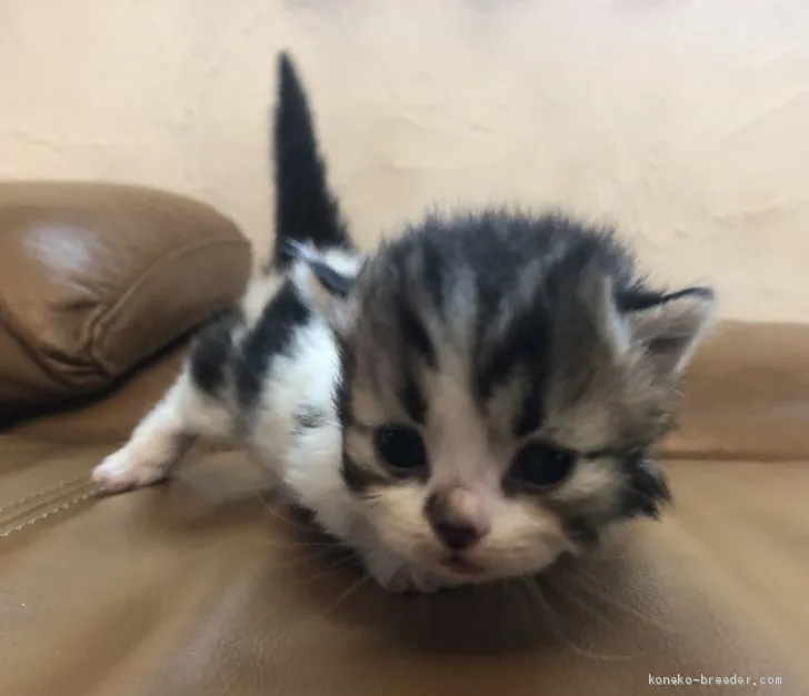 エレコ 様のお迎えした子猫