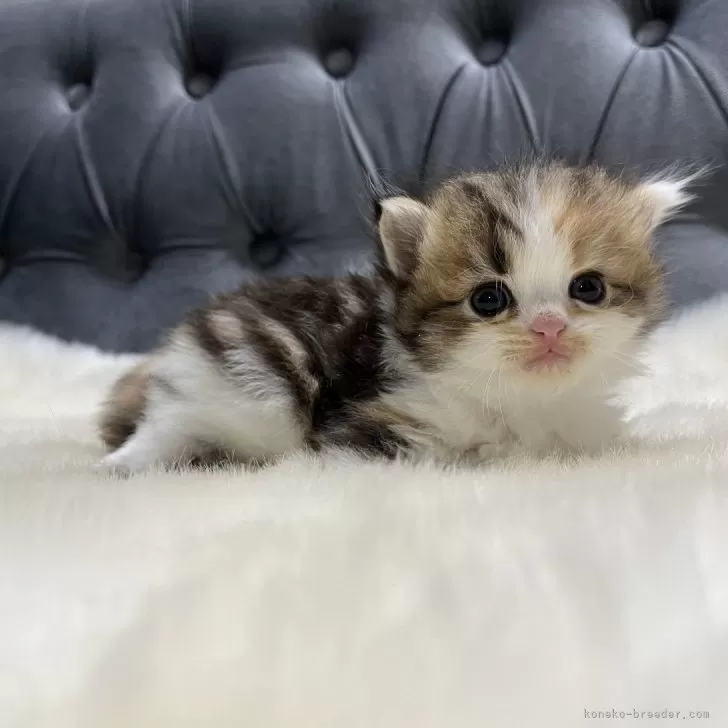 ID：2411-00756の子猫