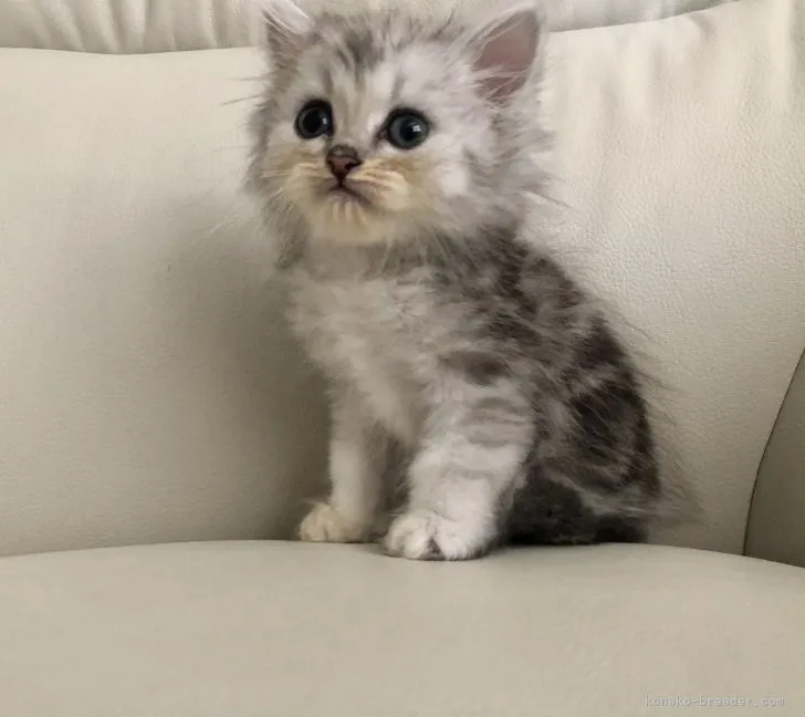 ID：2107-01816の子猫