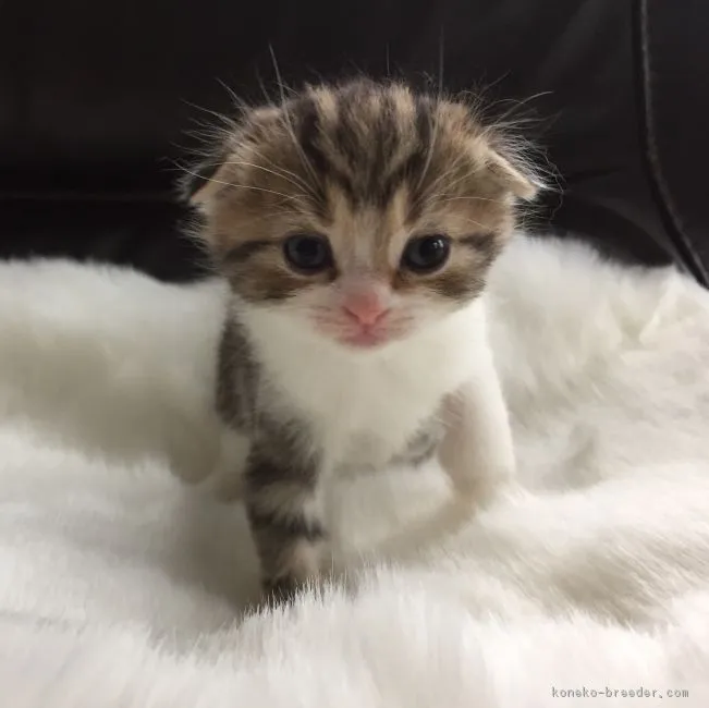 ID：1705-00452の子猫