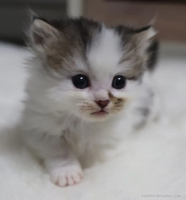 ririe♡ 様のお迎えした子猫