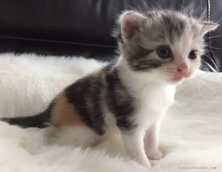 ID：1705-00455の子猫