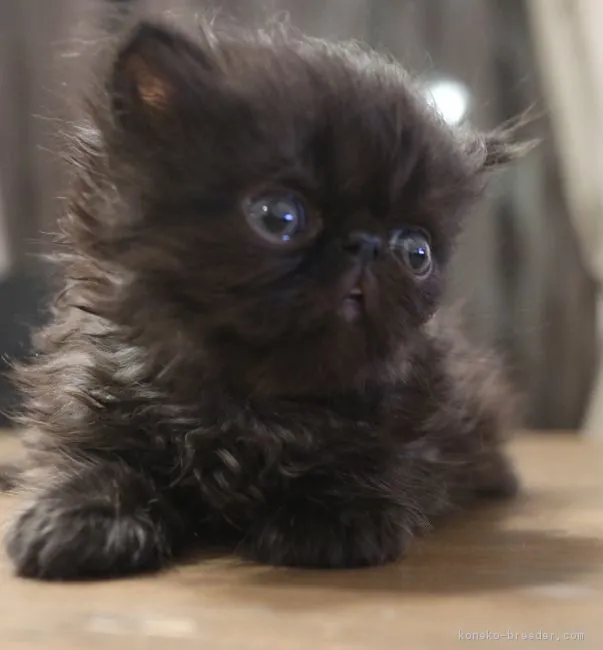 ID:1903-00257の子猫