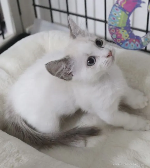 ID：2201-01874の子猫