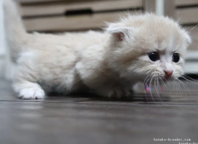 マンチカン(短足)【鹿児島県・男の子・2019年11月8日・クリーム&amp;ホワイト】の写真1「12月9日(月)撮影」