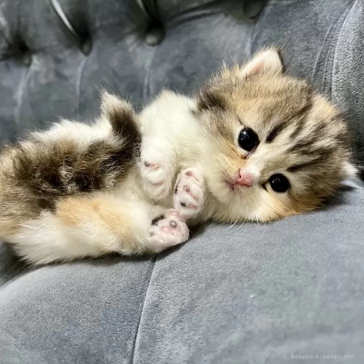 ID：2410-02143の子猫