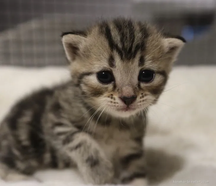 ID：2004-02302の子猫