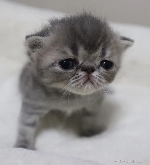 ID：2005-01677の子猫