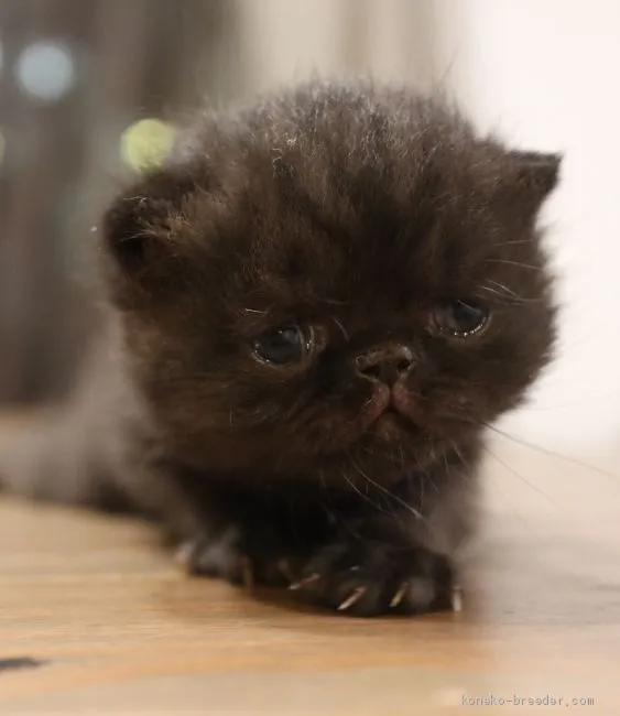 net243 様のお迎えした子猫